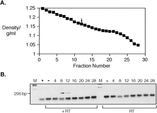 Fig. 1. RNA with homology to HERV-K10; bands on a sucrose gradient at the typical density of retroviral particles. (A) shows the density profile of a sucrose gradient fractionation of a platelet lysate made from patient UPN07. The arrow indicates the fraction that gave the positive signal shown also arrowed in (B). (B) shows the result of RT-PCR with degenerate oligonucleotide primers. Lanes are (from left to right) M, DNA molecular weight marker; *, no cDNA synthesis step control for DNA template contamination; −, water control; 4, 8, 12, 16, 20, 24, and 28, sucrose fraction numbers; plus (+RT) or minus (−RT) reverse transcriptase.