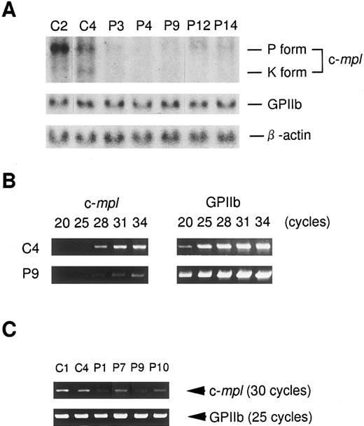 Fig. 4. Northern blot (A) and semi-quantitative RT-PCR analysis (B, C) of c-mpl and GPIIb mRNA expression in the platelets from ET patients (P1, P3, P4, P7, P9, P10, P12, and P14) and normal controls (C1, C2, and C4). (A) Four micrograms of total cellular RNA obtained from the platelets was electrophoresed in 1% agarose gels. The blot was hybridized with 32P-labeled probe for c-mpl and then rehybridized with probes for GPIIb and β-actin. (B) Two-and-a-half micrograms of total cellular RNA was reverse-transcribed with oligo dT primers. Each of 1.5 μL of the cDNA product was amplified at various (20 to 34) cycles of PCR. (C) Expression levels of c-mpl and GPIIb mRNA was evaluated at 30 and 25 cycles of PCR, respectively.