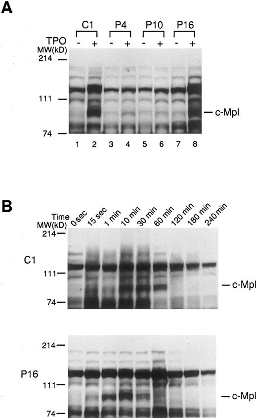 Fig. 5. Tyrosine phosphorylations of platelet proteins before and after the stimulation with rhTPO. (A) The platelets from three ET patients (P4, P10, and P16) and one normal control (C1) were stimulated with rhTPO (200 ng/mL) for 10 minutes. The lysates were separated by SDS-PAGE and probed with anti-phosphotyrosine MoAb. (B) The platelets from an ET patient (P16) and a normal control (C1) were stimulated with rhTPO (200 ng/mL) for the time indicated. The lysates were subjected to SDS-PAGE and the changes in tyrosine phosphorylation were analyzed by probing with anti-phosphotyrosine MoAb.
