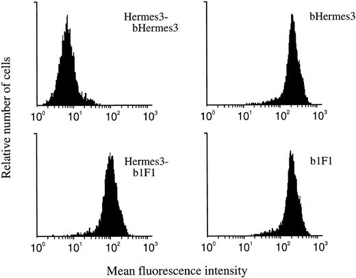 Fig. 1. The epitope mapping. MoAb 1F1 recognizes CD44 transfected cells after incubation with MoAb Hermes-3. Combination of Hermes-3–biotinylated Hermes-3 is used as the negative control. b, biotinylated.