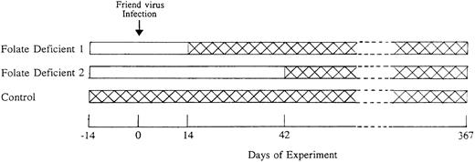 Fig. 1. Scheme used to test the effects of folate deficiency in the early preleukemic phase of Friend virus disease. Two weeks before Friend virus infection (Day −14), mice were fed either folate-free diet (□) or control diet (). All mice were infected with Friend virus on Day 0. Folate deficient 1 group was switched to control diet after 4 weeks of folate-free diet (Day 14) and folate-deficient 2 group was switched to control diet after 8 weeks of folate-free diet (Day 42). The control group was fed the control diet throughout the entire course of the experiment. Mice were observed until they developed leukemia or they survived for 1 year.