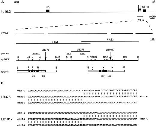 Fig. 2. Molecular cloning of the chromosomal breakpoints from cases LB375 and LB1017. (A) Schematic representation of the cloned breakpoints and their respective germ-line counterparts (chr 14q32 and chr 4p16.3). From the top: a diagram of the 2 Mb cosmid and P1 conting region22 where the HD gene, the cosmid clone L75b9, and the FGFR3 gene23 are located; gaps in the expanded line representing the L75b9 clone indicate the sequencing gaps in the reported sequence22; the germ-line 4p16.3 restriction map, derived from phage clones λTwT and λAB3, and the probes used for Southern and Northern blot analyses (H/H1.8, B/B1, A/B1.3) are shown. The vertical arrows indicate the positions of the breakpoints; for case LB278, the BamHI fragment where the breakpoint is thought to occur is also indicated. Chromosome 14 sequences are indicated by open boxes with black or stippled boxes representing different IGH regions. Chromosome 4 regions are shown as solid lines. Restriction enzyme symbols: B, BamHI; R, EcoRI; H, HindIII; X, XhoI. (B) Nucleotide sequence analysis of the breakpoint regions in cases LB375 and LB1017 and their alignment with the corresponding 4p16.3 and 14q32 germ-line sequences.