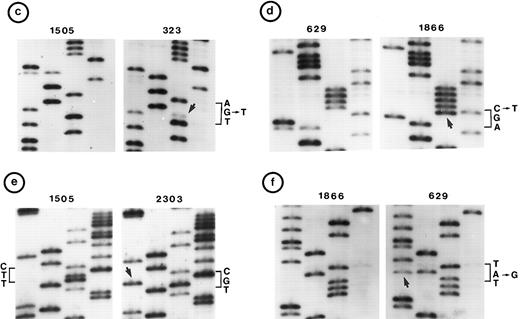 Fig. 2. Nucleotide sequence of representative mutant P53 alleles. DNA from tumors scored positive on PCR-SSCP analysis were further characterized by nucleotide sequencing of both DNA strands. (a and b) Structural changes in exon 5. PCR product from these tumors was cloned into a TA-vector from which normal and mutant alleles were isolated and sequenced. Tumor no. 907 had a deletion and no. 1095 had a duplication. / (c, d, e, and f) Representative point mutations in exon 6. (g, h, i, and j) Representative point mutations in exon 7. PCR-amplified DNA from these tumors was sequenced directly. Note that both homologs of chromosome 17 were cytogenetically normal in nos. 323, 1095, and 1866; 1 copy of 17p was lost in nos. 459, 840, and 905; status of chromosome 17 was not known in nos. 629 and 2303.