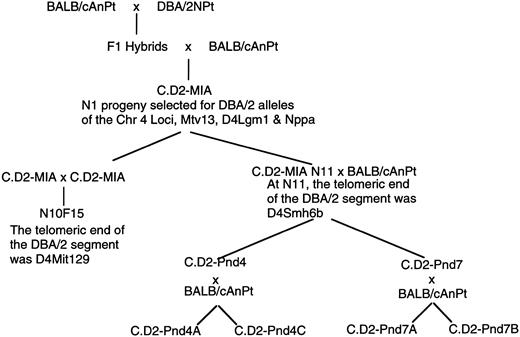 Fig. 1. Genealogy of the C.D2-Pnd strains. Backcross progeny between BALB/c and (BALB/c × DBA/2) F1 hybrids that contained DBA/2 alleles of distal Chr 4 markers were selected to create C.D2-MIA mice. At the N10 generation the C.D2-MIA mouse was heterozygous for all loci from Ifna to D4Mit254. Markers proximal to Ifna were homozygous C/C (BALB/c). At the N11 generation, recombinants near the Nppa locus were selected for further breeding to create the C.D2-Pnd4 and seven strains of mice. These mice were further bred to BALB/c to create additional recombinants in the distal Chr 4 region near Nppa to create the C.D2-Pnd4A,4C,7A and 7B strains.
