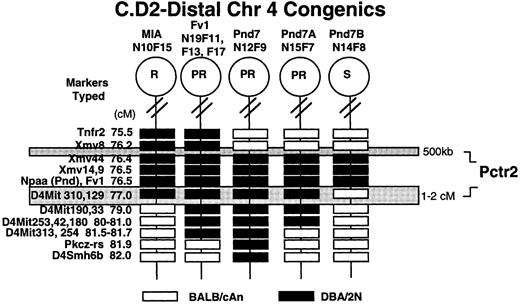 Fig. 4. Haplotype analyses of the C.D2-Chr 4 congenics showing the smallest region of overlap among the resistant strains to delineate the interval surrounding the Pctr2 locus. The markers typed and their map positions in centiMorgans (cM) are indicated to the left. The C.D2-MIA strain at N10F15 was solidly resistant (0% incidence) and is likely to be homozygous for two (Pctr1 and Pctr2 ) or more resistance genes from DBA/2, which influence plasmacytomagenesis. The C.D2-Fv1 and C.D2-Pnd7 strains have inherited only one resistance locus (Pctr2 ) from DBA/2. Both C.D2-Pnd7A and Pnd7B were capable of restricting the replication of B-tropic viruses, and both had inherited the same allele of Fv1, yet the two strains differed in their tumor induction profiles (see Fig 2A). The Pnd7B strain was susceptible to plasmacytomagenesis; therefore, this interval does not contain the Pctr2 locus. Open boxes refer to the BALB/cAn allele and darkened boxes, the DBA/2 allele.