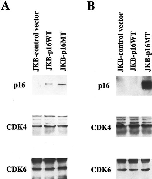 Fig. 1. Ectopic expression of p16 protein in JKB cells. Total lysates obtained from JKB cells transfected with control vector (JKB control), wild-type p16 gene (JKB p16WT), or mutated p16 gene (E119G)(JKB p16MT) were immunoprecipitated with anti-p16 MoAb followed by Western immunoblotting with the same MoAb. IP and WB with anti-CDK4 or anti-CDK6 polyclonal Abs served as controls. Expression of p16 protein was determined after 7 days (A) and 2 months (B) of puromycin selection.