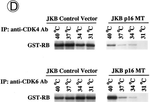 Fig. 3. Effects of culture temperature on p16 protein expression, p16 binding to CDK4 and CDK6, CDK4 and CDK6 kinase activities, and phosphorylation of pRB in JKB p16MT cells. JKB p16MT cells, JKB p16 WT cells, and JKB p16 control cells were cultured under varying temperatures (40°C, 37°C, 34°C, and 31°C) for 1 day. (A) Total lysates of JKB p16MT cells were immunoprecipitated with anti-p16 MoAb and immunoblotted with the same MoAb. Total lysates of JKB p16MT cells (B) or JKB p16WT cells (C) were immunoprecipitated with anti-CDK2, anti-CDK4, or anti-CDK6 Abs and immunoblotted with anti-p16 MoAb. (D) Total lysates of JKB p16MT cells and JKB control cells were immunoprecipitated with anti-CDK4 or anti-CDK6 Abs. GST-RB fusion protein was used as substrate in assays of kinase activities of CDK4- or CDK6-associated immune complexes. (E) Total lysates of JKB p16MT cells and JKB control cells were immunoprecipitated with anti-pRB MoAb (Ab-1) and immunoblotted with anti-pRB MoAb (Ab-6).