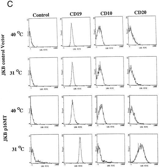 Fig. 4. Effects of cell culture temperature on viable cell number, morphology, and cell surface phenotype of JKB p16MT cells. (A) JKB p16MT cells were cultured under the following conditions: 40°C for 7 days (□); 31°C for 7 days (▪); 31°C for 1 day, then 40°C for 6 days (○); 31°C for 2 days, then 40°C for 5 days (⊞); 31°C for 3 days, then 40°C for 4 days (×); and 31°C for 4 days, then 40°C for 3 days, ( — ▴ — ). JKB control cells were cultured at either 40°C (▵) or 31°C (•) for 7 days. Viable cell number was assessed using trypan blue staining. (B) JKB control (left) and JKB p16MT cells (right) were cultured at 40°C (upper) or 31°C (lower) for 7 days. Cell cytosmears were stained with Wright-Giemsa solution. / (C) JKB control (left) and JKB p16MT (right) cells were cultured at 40°C (upper) or 31°C (lower) for 7 days. Cell surface phenotype was determined by flow cytometric analysis.