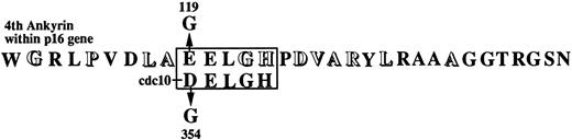 Fig. 6. E119G mutation in fourth ankyrin repeat of p16 gene. The amino acid sequence of the fourth ankyrin repeat (110-141) is compared with the homologous sequence of cdc10. Point mutation (E119G) in p16 gene was made corresponding to the mutation (D354G), which confers temperature sensitivity of cdc10.