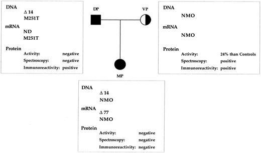 Fig. 5. Pedigree of the MPO-deficient family. Summary of MPO deficiency status of the father (DP), mother (VP), and daughter (MP) based on biochemical, spectroscopic, immunocytochemical, and genetic analyses. ND, not detected. NMO, no mutations observed.