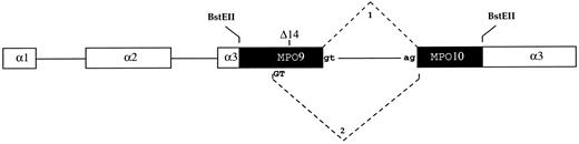 Fig. 6. α-globin/MPO gene construct. Genomic MPO region between exon 9 and exon 10 from MP and a normal subject cloned into exon 3 of α-globin gene in vector pSVEDα1W (BstEII, cloning site). □, α-globin exons; ▪, MPO genes. Continuous lines, introns. Δ14, site of the 14-base deletion in α1/MPO-Δ14 construct. 1, observed normal splicing. 2, expected splicing. GT, alternative donor splice-site. gt and ag, normal splicing sites.