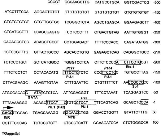 Fig. 1. Murine MR 5′ flanking region. Both strands of the flanking region were sequenced by the dideoxy method. The translation start site ATG is indicated in bold letters, followed by some translated sequence in small letters. The transcription start site is indicated by a large arrow. The boxes indicate potential and experimentally verified transcription factor binding sites (see Results). The location of the four potential PU.1 sites (P177, P164, P32, and P22) and the single Sp1 site as well as the initiator (Inr) element are portrayed.