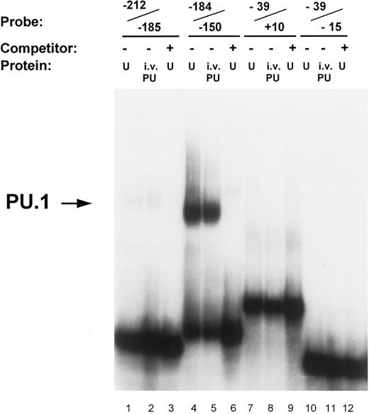 Fig. 3. Identification of PU.1 binding to the MR promoter by gel mobility shift analysis. Oligonucleotide probes representing promoter segments that included each of the four potential PU.1 sites were prepared as described in the Materials and Methods. Binding reactions were performed on ice for 30 minutes by incubating the respective probes with either 5 μg of nuclear extract (U) or 1 μL of in vitro-translated PU.1 protein (i.v. PU) in the presence of 2 μg of double-stranded poly (dI:dC). The source of nuclear extract in the assay portrayed was from U937 cells. The probe −212/−185 contains the ETS-1 site at −204 (lanes 1 through 3); the probe −184/−150 contains the pair of PU.1 sites at −164 and −177 (lanes 4 through 6); the probe −39/−15 contains the pair of PU.1 sites at −32 and −22 (lanes 7 through 9); similarly, the probe −39/+10 also contained the −32 and −22 PU.1 sites but in addition included the initiator element (Inr) overlapping the transcription start site (lanes 10 through 12; see Fig 1). Unlabeled double-stranded competitor oligonucleotides of each promoter segment were added at 50-molar excess over the probe oligo (lanes 3, 6, 9, and 12). The arrow on the left indicates the complex of PU.1 binding to the −184/−150 oligonucleotide.