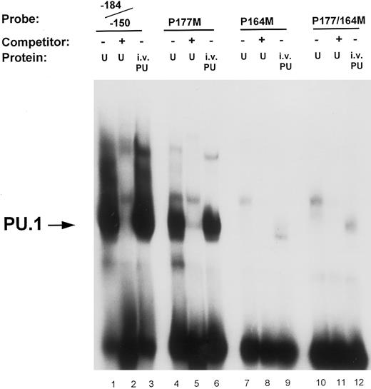 Fig. 4. Mutational analysis of the −164 and −177 PU.1 sites. Oligonucleotide probes were prepared in which the PU.1 sites at −164 and −177 were mutated (GAGGAA to GACTAA) either separately (P177M, lanes 4 through 6; and P164M, lanes 7 through 9) or in combination (P177/164M, lanes 10 through 12). Binding assays of nuclear extract (U) and in vitro-translated PU.1 (i.v. PU) to these probes were performed as described in the Materials and Methods and compared with binding to the unmutated wild-type oligonucleotide probe (−184/−150, lanes 1 through 3). Unlabeled double-stranded competitor oligonucleotides were added at 50-molar excess over the probe oligo (lanes 2, 5, 8, and 11). The arrow on the left indicates PU.1 binding to the oligonucleotide probes.