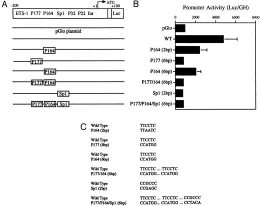 Fig. 5. Decreased transcriptional activity of promoter activity of promoter fragments containing mutated PU.1 and/or Sp1 sites. (A) Diagramatic representation of reporter gene constructs of the murine MR 5′ flanking region. The wild-type (WT) MR construct depicting the four PU.1 sites (P177, P164, P32, and P22) as well as the single Sp1 site and the initiator element (Inr) overlapping the transcription start site at +1 (large arrow) are presented. The translation start site (ATG) at +100 and the fused luciferase reporter gene (luc) are also indicated. (B) The mutations introduced at the various transcription factor sites are portrayed above the wild-type sequence in the diagrams of each construct. (C) Constructs containing 300 bp of upstream promoter sequence fused to a luciferase reporter gene were developed in which either of the PU.1 sites at −177 or −164, respectively, were mutated or the single Sp1 site at −104 was mutated (see Fig 2). In the P177 (6 bp) and the P164 (6 bp) constructs, 6 bp of the PU.1 consensus were mutated (GAGGAA to CCATGG), whereas in the P164 (2 bp) construct, 2 bp of the PU.1 consensus were mutated (GAGGAA to GACTAA). In the Sp1 (2 bp) construct, 2 bp of the consensus sequence were mutated (CCGCCC to CCGAGC). In the P177/P164/Sp1 (6 bp) construct, 6 bp of the PU.1 consensus were mutated (GAGGAA to CCTGG) and 2 bp of the Sp1 consensus were mutated (GC to TA). The constructs were transiently transfected by electroporation and the luciferase activity was determined as described in the Materials and Methods.