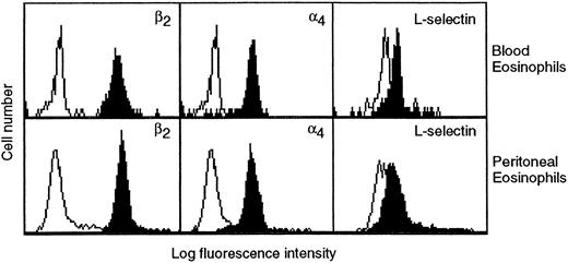 Fig. 5. Expression of β2 and α4 integrins and L-selectin on eosinophils in whole blood (upper panels) and eosinophils purified from the peritoneal fluid (lower panels) as determined by flow cytometry. Cells were stained with anti-β2 integrin (TA-4), anti-α4 integrin (HP2/1), or anti–L-selectin (HRL1) MoAbs (all at a final concentration of 10 μg/mL; solid histograms) or the appropriate negative controls followed by FITC-conjugated secondary antibodies and analyzed by flow cytometry. The results shown are representative of four separate experiments.