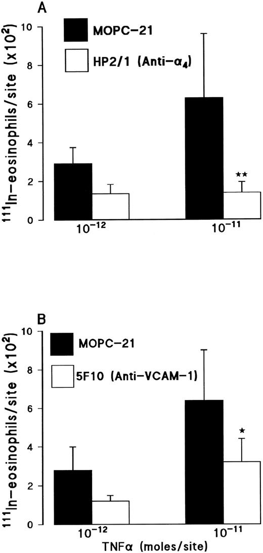Fig. 6. Effect of the anti-α4 integrin MoAb HP2/1 (A) or the anti–VCAM-1 MoAb 5F10 (B) on TNFα-induced 111In-eosinophil accumulation in rat skin. (A) Animals were injected with a control MoAb MOPC-21 (3.5 mg/kg, IV▪) or MoAb HP2/1 (3.5 mg/kg, IV; □) 10 minutes before the intradermal administration of TNFα (10−12 or 10−11 mol/site). (B) Animals were injected with a control MoAb MOPC-21 (2 mg/kg, IV; ▪) or MoAb 5F10 (2 mg/kg, IV; □) 10 minutes before the intradermal administration of TNFα (10−12 or 10−11 mol/site). Using a 4-hour test period, the results are presented as mean ± SEM for n = 5 to 8 pairs of rats. Asterisks indicate a significant difference from MOPC-21–treated rats (*P < .05).