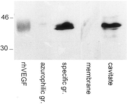 Fig. 5. Immunoblotting of VEGF in human neutrophils' subcellular compartments. Specific and azurophilic granules membranes were prepared on Percoll gradients. The cavitate was recovered after neutrogen cavitation. Western blots were probed with a polyclonal anti-VEGF antibody. Human recombinant VEGF (R&D Systems) was loaded and blotted in parallel. The molecular masses of protein standards are indicated in kilodaltons.