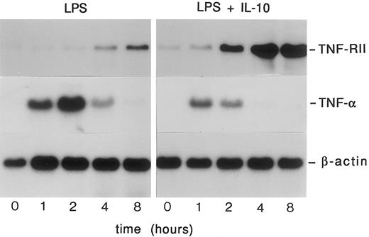 Fig. 2. Temporal analysis of the effects of IL-10 on TNF-RII and TNF-α mRNA levels in LPS-stimulated monocytes. Monocytes (5 × 106 cells/mL) were pretreated with medium alone or rhIL-10 (10 ng/mL) for 30 minutes at 37°C and then stimulated with LPS (100 ng/mL) for 0, 1, 2, 4, or 8 hours. At the designated time points, cells were harvested, RNA isolated, and analyzed by Northern blotting using radiolabeled cDNA probes specific for TNF-α and TNF-RII. Similar results were obtained in 2 separate experiments.