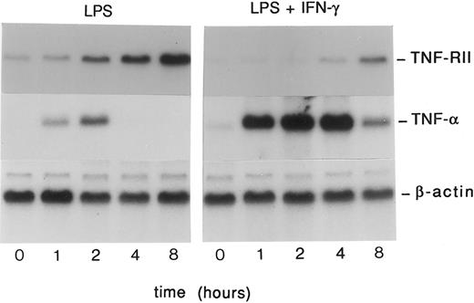 Fig. 4. Temporal analysis of the effects of IFN-γ on TNF-RII and TNF-α mRNA levels in LPS-stimulated monocytes. Monocytes (5 × 106 cells/mL) were pretreated with medium alone or rhIFN-γ (10 ng/mL) for 30 minutes at 37°C and then stimulated with LPS (100 ng/mL) for 0, 1, 2, 4, or 8 hours. At the designated time points, cells were harvested, RNA isolated, and analyzed by Northern blotting using radiolabeled cDNA probes specific for TNF-α and TNF-RII. Similar results were obtained in 2 separate experiments.