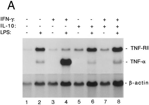 Fig. 6. IL-10 antagonizes the effects of IFN-γ on production of TNF-α and TNF-RII in monocytes. Monocytes (5 × 106 cells/mL) were cultured overnight (18 hours) in medium alone (control) or in medium containing rhIFN-γ (10 ng/mL), rhIL-10 (10 ng/mL), or both, and then were stimulated or not with LPS (10 ng/mL) for 6 hours. At the end of the incubation period, supernatants were harvested and RNA extracts were prepared. (A) Levels of TNF-α and TNF-RII mRNA determined by Northern blot analysis. (B) Levels of TNF-α and sTNF-RII protein released by LPS-stimulated cells measured by ELISA. Values represent the mean ± SEM for triplicate determinations. Similar results were obtained in 2 separate experiments.