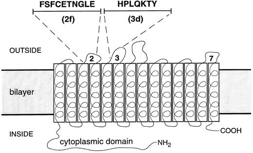 Fig. 3. Sequence and location of band 3 peptides. The membrane domain of the band 3 monomer is depicted as 14 transbilayer helices connected by loop sequences. The position and sequence of peptides 2f (residues 476-485) from extracellular loop 2 connecting helices 3 and 4, and 3d (residues 547-553) from extracellular loop 3 connecting helices 5 and 6, are shown. Extracellular loop 7, the putative position of peptide 7e (residues 814-820: KPPKYHP), is also indicated.