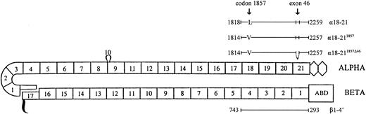 Fig. 1. Location of spectrin dimer initiation site peptides used for in vitro binding studies. The arrangement of structural motifs in an antiparallel dimer and the relationship of the recombinant peptides used in this study are shown. The β subunit contains an actin binding domain (ABD), 17 homologous segments or motifs (numbered rectangles), and a small nonhomologous phosphorylated C-terminal domain. The α subunit contains 20 homologous motifs (1 through 9 and 11 through 21), an SH-3 motif (motif 10) located in a loop between the B and C helix of motif 9, and a C-terminal domain consisting of two EF-hand type motifs (diamonds). The locations of the recombinant peptides used in this study are shown by horizontal lines. The relationships of the two gene products from the αLELY allele to a normal α18-21 recombinant peptide are shown. The α18-211857 peptide contains the Leu → Val mutation at codon 1857 and contains the normally expressed 6 residues encoded by exon 46. The α18-211857-Δ46 peptide represents the second gene product of the αLELY allele, ie, it has both the Leu → Val substitution at codon 1857 and it lacks the exon 46 sequence.