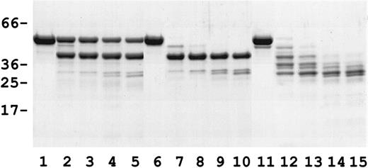 Fig. 5. Trypsin digestion time course of α18-21, α18-211857, and α18-211857-Δ46. Recombinant α spectrin samples were digested with trypsin at an enzyme-to-substrate ratio of 1:100 at 0°C in PBS buffer. Protein samples (4 μg/lane) were analyzed on a 12% Tris-Tricine gel and stained with Coomassie Brilliant Blue. Lanes 1 through 5, α18-21 after 0, 15, 30, 60, and 90 minutes of treatment with trypsin, respectively; lanes 6 through 10, α18-211857 after 0, 15, 30, 60, and 90 minutes of treatment with trypsin, respectively; lanes 11 through 15, α18-211857-Δ46 after 0, 15, 30, 60, and 90 minutes of treatment with trypsin, respectively.
