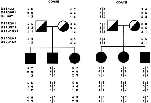 Fig. 1. Example of allele segregation for the markers under study in two representative CDA II families (CDAGE and CDACE): the solid squares and circles indicate the affected individuals. The microsatellite markers are tightly linked to the following candidate genes: α-Man II, mapping on chromosome 5 (5q2.1-2.2); α-Man IIx isozyme, mapping on chromosome 15q25; and human GnT II, mapping on chromosome 14q21. The above-mentioned markers are listed according to the order established in Weissenbach et al21 and Gyapay et al.22