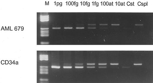 Fig. 2. Competitive PCR performed with 10−1 dilution of AML 679 (upper panel) and 100 dilution of CD34a (lower panel), containing equal amounts of cDNA as verified by β-actin PCR. In both PCRs, dilutions (10−1 per step) starting from 1 pg standard cDNA were performed and coamplified with identical amounts of sample cDNA as used for the experiment shown in Fig 1. The wt1 cDNA amount in AML 679 10−1 was 1.5 fg; in CD34a 100, 2 fg was determined. Cst, standard control; Cspl, sample control.