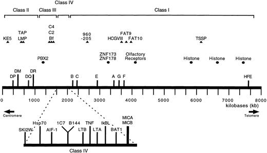 Fig. 1. Map of the MHC showing the proposed class IV region. Physical map and organization of the human MHC and selected genes. Expressed HLA class I and class II genes (rectangles) are positioned on the horizontal meridian. Genes with putative immune function (triangles) and other genes (circles) are elevated above the horizontal meridian. A blow-up view of the proposed class IV region is shown beneath. Physical distances are approximate and derived from the sources referenced in the text, or are from unpublished data. Symbols for known genes are conventional abbreviations or are defined in the text.5 ZNF 173 and ZNF 178 are zinc finger genes that map in the vicinity of HLA-A.6,102