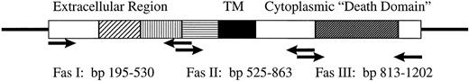 Fig. 1. Diagrammatic representation of the Fas antigen cDNA. Arrows indicate positions of primers used for RT-PCR. Hatched boxes represent cysteine-rich extracellular region. Solid box represents the transmembrane region, and the dark hatched box respresents the death domain.