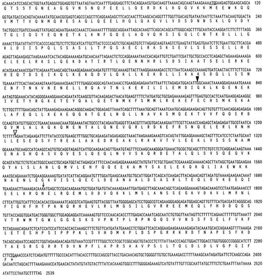 Fig. 2. Partial nucleotide sequence of CEV14 cDNA and its deduced amino acid sequence. The 5′ end of each clone isolated by anchored PCR or library screening is indicated by open or closed arrows, respectively. The asterisk indicates a stop codon. The translocation breakpoint occurs following nucleotide 1701, indicated by an arrow. The predicted initiator methionine is underlined, but there is no in-frame stop codon upstream.