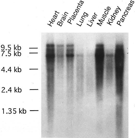 Fig. 5. Tissue distribution of CEV14 gene expression. MTN blot purchased from Clontech Laboratories was hybridized with probe C1. The RNA markers are aligned.