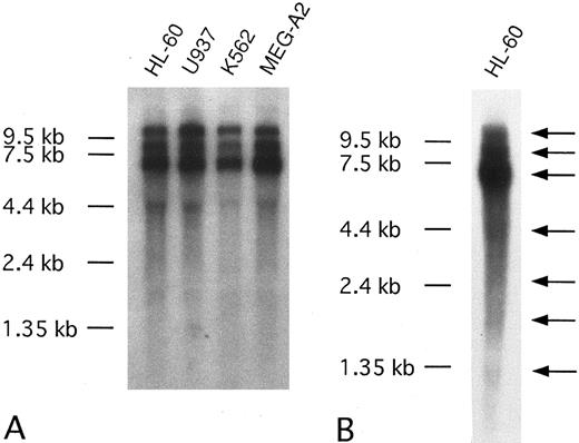 Fig. 6. (A) Northern blot analysis of CEV14 in several kinds of leukemia cell lines. Poly(A)+ RNA (3 μg) was isolated from the following cell lines: HL-60, promyelocytic leukemia cell line; U937, monocytic leukemia cell line; K562, erythroleukemia cell line; MEG-A2, megakaryoblastic cell line. (B) Twenty micrograms of HL-60 poly(A)+ RNA was subjected to Northern blot analysis to detect minor transcripts. Probe C1 detects three major transcripts and several minor transcripts as indicated with an arrow.