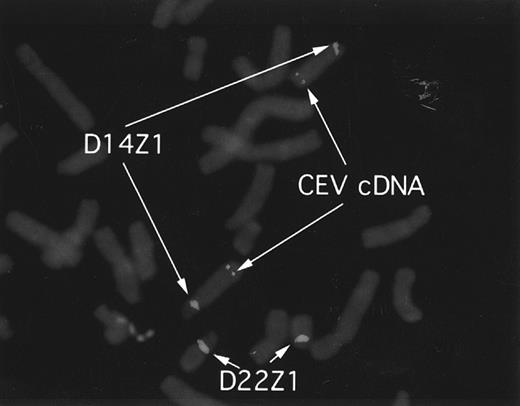 Fig. 8. FISH analysis and localization of CEV14. CEV14 cDNA was hybridized to metaphase chromosomes from normal human blood mononuclear cells. Chromosome 14 and chromosome 22 are visualized with D14Z1/D22Z1 probes, respectively. CEV14 is localized to 14q32.