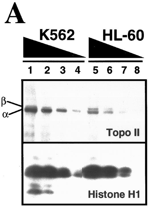 Fig. 1. Comparison of topo II–mediated events in HL-60 and K562 cells. (A) Examination of topo II polypeptide content in HL-60 and K562 cells. Whole cell extracts containing polypeptides from 3 × 105 (lanes 1 and 5), 1.5 × 105 (lanes 2 and 6), 0.75 × 105 (lanes 3 and 7) and 0.3 × 105 (lanes 4 and 8) K562 cells (lanes 1 through 4) or HL-60 cells (lanes 5 through 8) were separated by SDS-PAGE, transferred to nitrocellulose, and probed with antibodies that recognize both topo II isoforms (upper panel) or, as a loading control, histone H1 (lower panel). Scanning of the blots (not shown) showed that topo IIβ levels in the two cell lines were equal after correction for differences in loading, whereas levels of topo IIα were twofold higher in K562 cells. (B) Formation of topo II–mediated strand breaks in the presence of etoposide. HL-60 cells (•) and K562 cells (○) were incubated with the indicated concentration of etoposide at 37°C for 30 minutes before application to Nucleopore filters. After elution for 7 hours, the fraction of DNA retained on the filters was compared to the fraction retained after irradiation of HL-60 or K562 cells. (C) Kinetics of resealing of etoposide-induced DNA single-strand breaks. HL-60 cells treated with 10.5 μmol/L etoposide (•) or K562 cells treated with 6.8 μmol/L etoposide (○) for 30 minutes at 37°C were diluted 30-fold and incubated at 37°C for the indicated length of time before deposition on Nucleopore filters. The fraction of DNA retained on the filters after elution under alkaline conditions were compared with the fraction retained after irradiation of HL-60 or K562 cells. (D) Effect of a 1-hour etoposide exposure on clonogenic survival of HL-60 (•) and K562 cells (○). Cells were simultaneously treated for 1 hour with the indicated concentration of etoposide, washed, and plated in 0.3% agar as described in Materials and Methods. Colony formation was assessed 10 to 14 days later. Bars, ± standard deviation of quadruplicate samples. Results in (A), (B), and (D) are representative of four separate experiments. Results in (C) are means of two separate experiments.