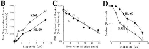 Fig. 1. Comparison of topo II–mediated events in HL-60 and K562 cells. (A) Examination of topo II polypeptide content in HL-60 and K562 cells. Whole cell extracts containing polypeptides from 3 × 105 (lanes 1 and 5), 1.5 × 105 (lanes 2 and 6), 0.75 × 105 (lanes 3 and 7) and 0.3 × 105 (lanes 4 and 8) K562 cells (lanes 1 through 4) or HL-60 cells (lanes 5 through 8) were separated by SDS-PAGE, transferred to nitrocellulose, and probed with antibodies that recognize both topo II isoforms (upper panel) or, as a loading control, histone H1 (lower panel). Scanning of the blots (not shown) showed that topo IIβ levels in the two cell lines were equal after correction for differences in loading, whereas levels of topo IIα were twofold higher in K562 cells. (B) Formation of topo II–mediated strand breaks in the presence of etoposide. HL-60 cells (•) and K562 cells (○) were incubated with the indicated concentration of etoposide at 37°C for 30 minutes before application to Nucleopore filters. After elution for 7 hours, the fraction of DNA retained on the filters was compared to the fraction retained after irradiation of HL-60 or K562 cells. (C) Kinetics of resealing of etoposide-induced DNA single-strand breaks. HL-60 cells treated with 10.5 μmol/L etoposide (•) or K562 cells treated with 6.8 μmol/L etoposide (○) for 30 minutes at 37°C were diluted 30-fold and incubated at 37°C for the indicated length of time before deposition on Nucleopore filters. The fraction of DNA retained on the filters after elution under alkaline conditions were compared with the fraction retained after irradiation of HL-60 or K562 cells. (D) Effect of a 1-hour etoposide exposure on clonogenic survival of HL-60 (•) and K562 cells (○). Cells were simultaneously treated for 1 hour with the indicated concentration of etoposide, washed, and plated in 0.3% agar as described in Materials and Methods. Colony formation was assessed 10 to 14 days later. Bars, ± standard deviation of quadruplicate samples. Results in (A), (B), and (D) are representative of four separate experiments. Results in (C) are means of two separate experiments.