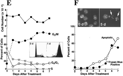 Fig. 2. K562 cells treated with 17 μmol/L etoposide for 1 hour undergo delayed apoptosis. (A and B) Electron micrographs of K562 cells before (A) and 48 hours after (B) a 1-hour treatment with 17 μmol/L etoposide. Bar, 2 μm. (C and D) Samples of HL-60 cells (lanes 1, 2) and K562 cells (lanes 3 through 8) were treated with 17 μmol/L etoposide for 0 hours (lanes 1 and 3) or 1 hour (lanes 2 and 4 through 8) and incubated in drug-free medium thereafter. At the indicated times, samples were obtained and subjected to SDS-PAGE followed by immunoblotting with monoclonal anti-PARP (C) or agarose gel electrophoresis (D). (E) Total cell number of K562 cells following a 1-hour exposure to 17 μmol/L etoposide and cell-cycle distribution of the resulting nonapoptotic cells. (Inset) DNA histograms obtained before and 1 day after a 1-hour exposure of K562 cells to 17 μmol/L etoposide. (F) Percentage of K562 cells that exhibit apoptotic morphology and trypan blue uptake after a 1-hour exposure to 17 μmol/L etoposide. (Inset) Photograph of K562 cells stained with 1 μg/mL Hoechst 33342 at the indicated time after a 1-hour etoposide treatment. Arrows, cells with chromatin condensation and nuclear fragmentation indicative of apoptosis. Each panel is representative of at least three experiments.