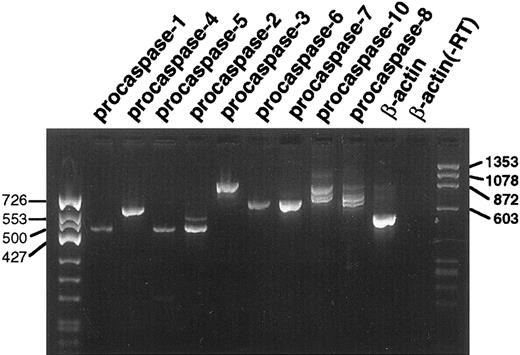 Fig. 4. RT-PCR analysis of procaspase transcripts in untreated K562 cells. Each lane contains 10% of the product from the PCR reaction for the indicated target mRNA. The lane marked β-actin (−RT) is a control PCR reaction using poly A+ RNA as the template. The lack of a product in this lane confirms that the products observed in the other lanes are not derived from contaminating genomic DNA.
