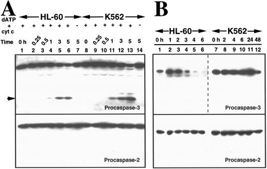Fig. 5. Activation of caspases in vitro and in intact cells. (A) Activation of caspases in vitro. Aliquots containing 50 μg of cytosolic protein from untreated HL-60 or K562 cells were incubated with or without dATP and cytochrome C for the indicated length of time, subjected to SDS-PAGE, transferred to PVDF membrane, and probed with the indicated antibody. Arrow indicates 17-kD large subunit of active caspase-3. (B) Activation of caspases in vivo. HL-60 and K562 cells were treated with 68 μmol/L etoposide for the indicated length of time. Samples containing total cellular polypeptides from 3 × 105 cells were subjected to SDS-PAGE followed by immunoblotting with antibodies to the indicated caspase precursor. The lower panel was derived from a single x-ray film, permitting direct comparison of polypeptide levels. Because procaspase-3 levels were roughly fivefold higher in K562 cells than in HL-60 cells, the exposure of the blot shown in lanes 7 through 12 was adjusted to give a signal comparable to that shown in lanes 1 through 6 of the top panel. (C and D) Detection of peptidase activity in cytosol from etoposide-treated HL-60 or K562 cells. Cytosol was simultaneously prepared from HL-60 (•) or K562 cells (○) treated with 68 μmol/L etoposide for the indicated length of time. Aliquots (50 μg protein) from the same set of extracts were incubated with DEVD-AFC (C) or VEID-AMC (D). The amount of fluorochrome released was determined by comparison to an AFC or AMC standard curve. (E) Detection of DEVD-AFC cleavage activity in nuclei prepared from HL-60 or K562 cells after treatment with 68 μmol/L etoposide for the indicated length of time. (F) Effect of protein synthesis inhibitors on etoposide-induced activation of DEVD-AFC cleavage activity. K562 cells were treated for 24 hours with 70 μmol/L cycloheximide or 100 μmol/L puromycin alone or in combination with 68 μmol/L etoposide. At the completion of the incubation, cytosolic extracts were prepared and assayed for DEVD-AFC cleavage activity. (G) Time course of appearance of cytochrome c in cytosol. Aliquots containing 50 μg of cytosol protein prepared from HL-60 or K562 cells treated with 68 μmol/L etoposide for the indicated length of time were subjected to SDS-PAGE and blotting with anti-cytochrome c. Lanes 10 through 12, 270, 27, and 2.7 ng of cytochrome c, respectively. In contrast to HL-60 cells, where cytochrome c release to cytosol is evident within 1.5 hours (lane 2 and Yang et al36 ), cytochrome c release to cytosol of K562 cells was not evident until 24 hours. Results are representative of three to six independent experiments.