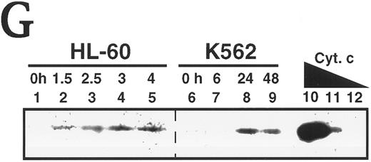 Fig. 5. Activation of caspases in vitro and in intact cells. (A) Activation of caspases in vitro. Aliquots containing 50 μg of cytosolic protein from untreated HL-60 or K562 cells were incubated with or without dATP and cytochrome C for the indicated length of time, subjected to SDS-PAGE, transferred to PVDF membrane, and probed with the indicated antibody. Arrow indicates 17-kD large subunit of active caspase-3. (B) Activation of caspases in vivo. HL-60 and K562 cells were treated with 68 μmol/L etoposide for the indicated length of time. Samples containing total cellular polypeptides from 3 × 105 cells were subjected to SDS-PAGE followed by immunoblotting with antibodies to the indicated caspase precursor. The lower panel was derived from a single x-ray film, permitting direct comparison of polypeptide levels. Because procaspase-3 levels were roughly fivefold higher in K562 cells than in HL-60 cells, the exposure of the blot shown in lanes 7 through 12 was adjusted to give a signal comparable to that shown in lanes 1 through 6 of the top panel. (C and D) Detection of peptidase activity in cytosol from etoposide-treated HL-60 or K562 cells. Cytosol was simultaneously prepared from HL-60 (•) or K562 cells (○) treated with 68 μmol/L etoposide for the indicated length of time. Aliquots (50 μg protein) from the same set of extracts were incubated with DEVD-AFC (C) or VEID-AMC (D). The amount of fluorochrome released was determined by comparison to an AFC or AMC standard curve. (E) Detection of DEVD-AFC cleavage activity in nuclei prepared from HL-60 or K562 cells after treatment with 68 μmol/L etoposide for the indicated length of time. (F) Effect of protein synthesis inhibitors on etoposide-induced activation of DEVD-AFC cleavage activity. K562 cells were treated for 24 hours with 70 μmol/L cycloheximide or 100 μmol/L puromycin alone or in combination with 68 μmol/L etoposide. At the completion of the incubation, cytosolic extracts were prepared and assayed for DEVD-AFC cleavage activity. (G) Time course of appearance of cytochrome c in cytosol. Aliquots containing 50 μg of cytosol protein prepared from HL-60 or K562 cells treated with 68 μmol/L etoposide for the indicated length of time were subjected to SDS-PAGE and blotting with anti-cytochrome c. Lanes 10 through 12, 270, 27, and 2.7 ng of cytochrome c, respectively. In contrast to HL-60 cells, where cytochrome c release to cytosol is evident within 1.5 hours (lane 2 and Yang et al36 ), cytochrome c release to cytosol of K562 cells was not evident until 24 hours. Results are representative of three to six independent experiments.