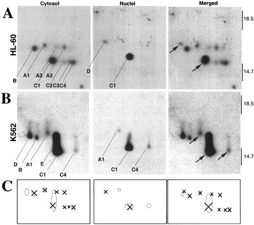 Fig. 7. Analysis of z-EK(bio)D-aomk-labeled caspases by two-dimensional gel electrophoresis. (A) Analysis of active caspases in HL-60 cytosol (left) and nuclei (middle). The spots are indexed as recently described.38 In these gels, the pH decreases from left to right. This analysis showed a novel active species (D) in HL-60 nuclei. The merged picture (right) was obtained by co-electophoresing mixtures of, respectively, HL-60 cytoplasm + active caspase-2 and HL-60 nuclei + active caspase-2 (data not shown). Caspase-2, which was previously shown not to comigrate with any of the caspases detected in HL-60 cytosol,38 provided a reference point for alignment of the cytosolic and nuclear images. Arrows in the merged image point to species observed in the nuclear fractions. (B) Analysis of active caspases in K562 cytosol (left) and nuclei (middle). Images were merged (right) as described for (A). (C) Comparison of the pattern of active caspases in cytosol and nuclei of HL-60 and K562 cells. Crosses correspond to the exact positions of the active species in HL-60, and circles correspond to the exact positions of the active species in K562.