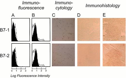 Fig. 2. Comparison of B7-1 and B7-2 detection on FL cells directly after isolation from a representative small cleaved follicular center cell lymphoma using fluorescence-activated cell sorter (FACS), immunocytology, or immunohistochemistry. (A) FACS analysis using directly fluorescein-labeled MoAbs for B7-1 and B7-2. Unshaded area indicates fluorescence of isotype-matched antibody. (B) Indirect FACS analysis using unlabeled MoAbs to B7-1 and B7-2 followed by goat-antimouse antibodies conjugated with PE. (C) Highly sensitive immunocytology using Vectastain ABC Elite reagents on cytospin preparations of freshly isolated FL cells. (D) Standard IH method (Vectastain ABC), and (E) highly sensitive IH (Vectastain ABC Elite) from the same FL sample in cryostat sections. Antibodies were used at optimal concentrations (see Table 1).