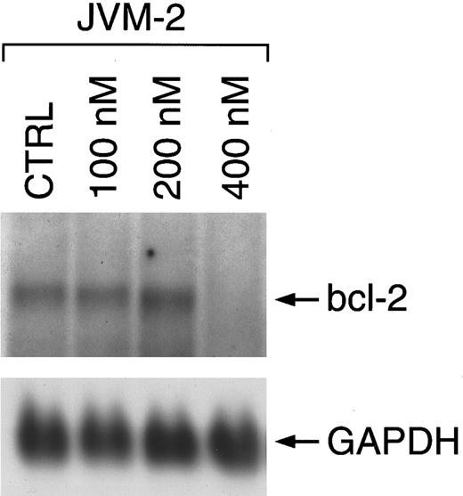 Fig. 3. Regulation of bcl-2 mRNA expression in JVM-2 cells upon treatment with flavopiridol over a time course of 24 hours. Total cellular RNA (10 μg/lane) of untreated cells (CTRL) and cells cultured in the presence of flavopiridol was hybridized using a digoxigenin-labeled bcl-2 probe. Bcl-2–specific transcripts are shown at 8.5 kb as indicated by the arrow. The lower panel shows rehybridization with a digoxigenin-labeled GAPDH probe.