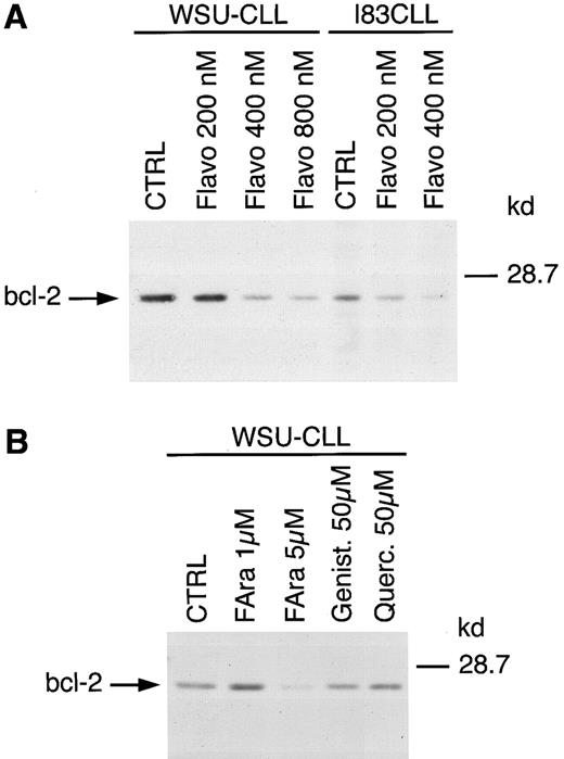 Fig. 4. (A) Regulation of bcl-2 protein expression in WSU-CLL and I83CLL cells upon treatment with various concentrations of flavopiridol. The cells (1 × 106/mL) were cultured alone (CTRL) or in the presence of flavopiridol (flavo) (200, 400, 800 nmol/L). (B) Exposure of WSU-CLL cells to fludarabine (FAra) (1, 5 μmol/L), genistein (Genist) (50 μmol/L), or quercetin (Querc) (50 μmol/L). Twenty micrograms of protein/lane from cell lysates were loaded on a 12.5% SDS-PAGE gel and electrophoresed. Bcl-2–specific protein was detected using an anti–bcl-2 monoclonal antibody (Dako).