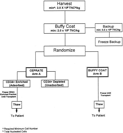 Fig. 1. Flow diagram of autologous marrow processing procedure. To remain on the study, at each step outlined, patients were required to have a minimum (min) of 3.0 × 108 total nucleated cells per kilogram patients' weight (TNC/kg) at marrow harvest, and 2.0 × 108 TNC/kg in the buffy coat fraction with 0.5 × 108 TNC/kg as a backup fraction.