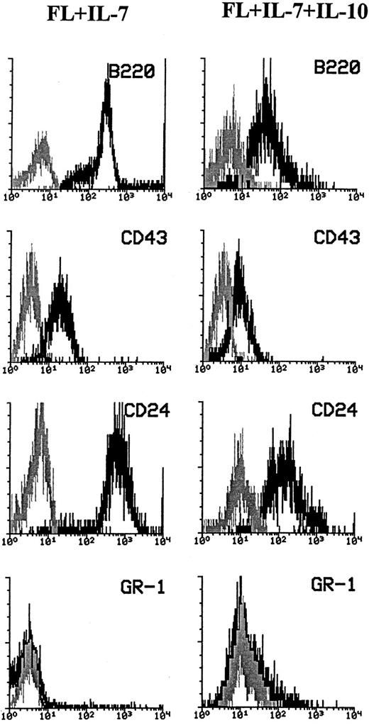 Fig. 2. Phenotyping of cells generated in response to FL + IL-7 or FL + IL-7 + IL-10. A total of 500 Lin−Sca-1+c-kit+ cells was seeded in complete IMDM in the presence of optimal concentrations of FL + IL-7 (left panels) or FL + IL-7 + IL-10 (right panels). After 12 days of incubation, cells were harvested and examined for expression of B220, CD43, CD24, and GR-1, as described in the Materials and Methods. Staining with the antigen-specific antibodies (black) was compared with that of irrelevant isotype-matched control antibodies (gray). Data are from one (of four) representative experiments. For all panels, the x-axis represents relative logarithmic fluorescence intensity and the y-axis represents relative cell number.
