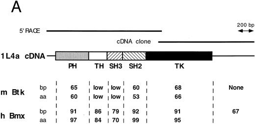 Fig. 1. Comparison of 1L4a cDNA with members of the Btk family of PTK. (A) Schematic representation of 1L4a cDNA. Structure of 1L4a cDNA was drawn in accordance with the sequence of the 5′ RACE and the cDNA library clones. Lines and boxes represent the UTRs and ORF, respectively. Names of the protein domains encoded by the cDNA are indicated below. Homology with murine Btk and human Bmx is shown for each domain as % of identity at the bp and aa levels. (B) Alignment of the amino-acid sequences of 1L4a cDNA, human Bmx, murine Btk, Tsk, and Tec. Gaps (-) have been introduced for optimal alignment. The different protein domains have been framed. Arrows show partial repeat of the SH3 domain in human Bmx. Potentially phosphorylated tyrosines 194 and 542 are indicated with #.