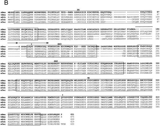 Fig. 1. Comparison of 1L4a cDNA with members of the Btk family of PTK. (A) Schematic representation of 1L4a cDNA. Structure of 1L4a cDNA was drawn in accordance with the sequence of the 5′ RACE and the cDNA library clones. Lines and boxes represent the UTRs and ORF, respectively. Names of the protein domains encoded by the cDNA are indicated below. Homology with murine Btk and human Bmx is shown for each domain as % of identity at the bp and aa levels. (B) Alignment of the amino-acid sequences of 1L4a cDNA, human Bmx, murine Btk, Tsk, and Tec. Gaps (-) have been introduced for optimal alignment. The different protein domains have been framed. Arrows show partial repeat of the SH3 domain in human Bmx. Potentially phosphorylated tyrosines 194 and 542 are indicated with #.